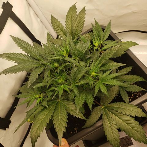 Tropical Zmoothie Seedstockers growlog timeline photo