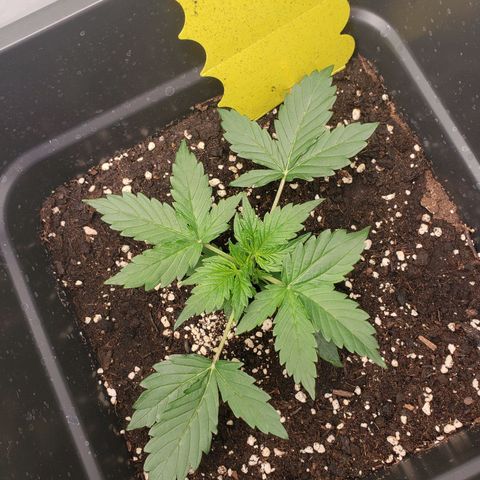 Powerplant #1 growlog timeline photo