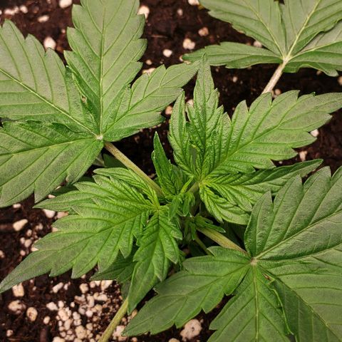 Powerplant #1 growlog timeline photo