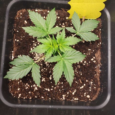 Powerplant #1 growlog timeline photo