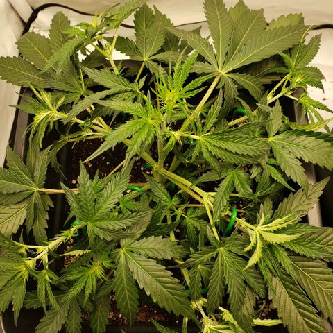 Tropical Zmoothie Seedstockers growlog timeline photo