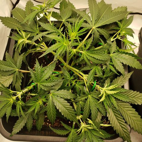 Tropical Zmoothie Seedstockers growlog timeline photo