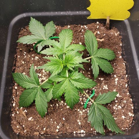 Powerplant #1 growlog timeline photo