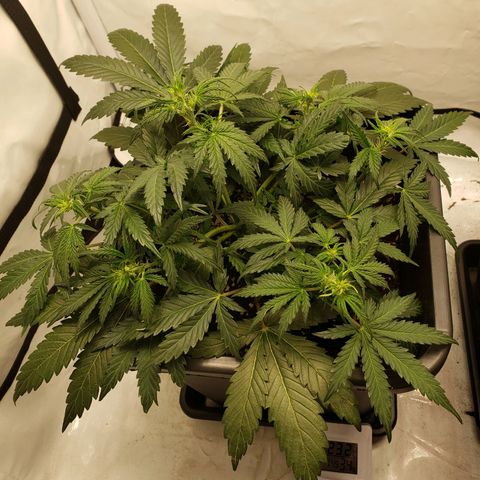 Tropical Zmoothie Seedstockers growlog timeline photo