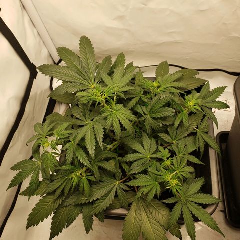 Tropical Zmoothie Seedstockers growlog timeline photo