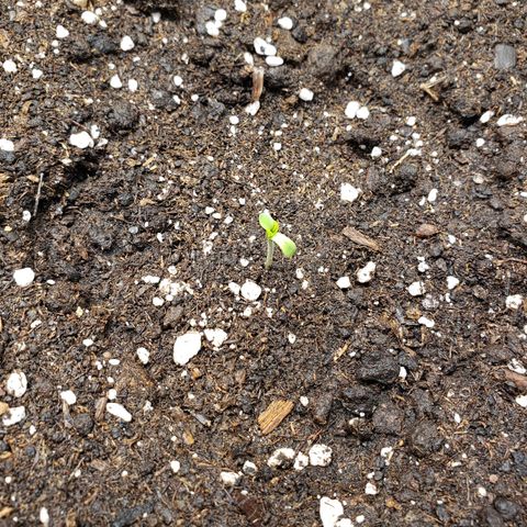 Blueberry Auto 🫐 growlog timeline photo