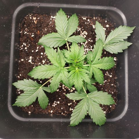 Powerplant #1 growlog timeline photo