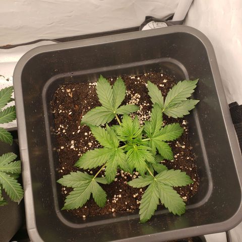 Powerplant #1 growlog timeline photo