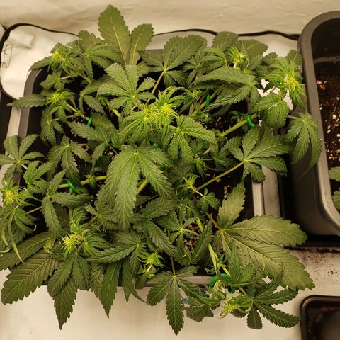 Tropical Zmoothie Seedstockers growlog timeline photo