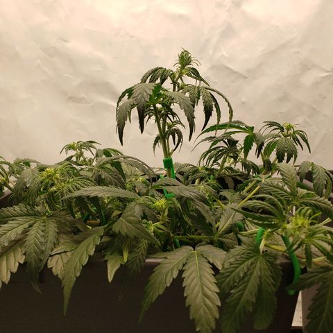 Tropical Zmoothie Seedstockers growlog timeline photo