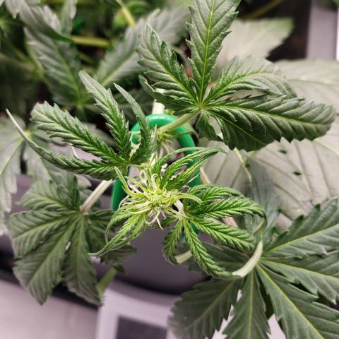 Tropical Zmoothie Seedstockers growlog timeline photo