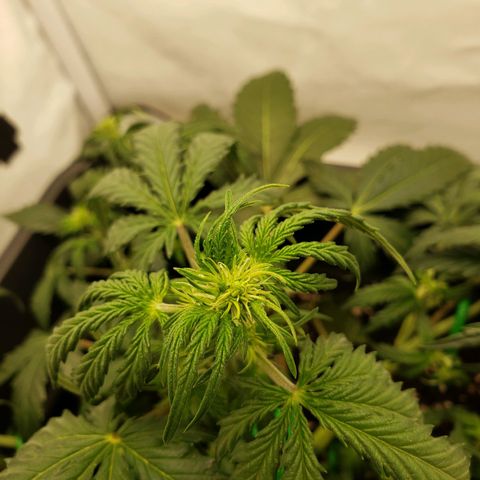 Tropical Zmoothie Seedstockers growlog timeline photo