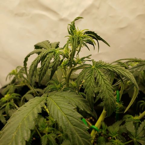 Tropical Zmoothie Seedstockers growlog timeline photo