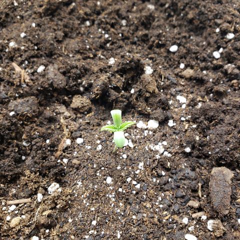 Blueberry Auto 🫐 growlog timeline photo