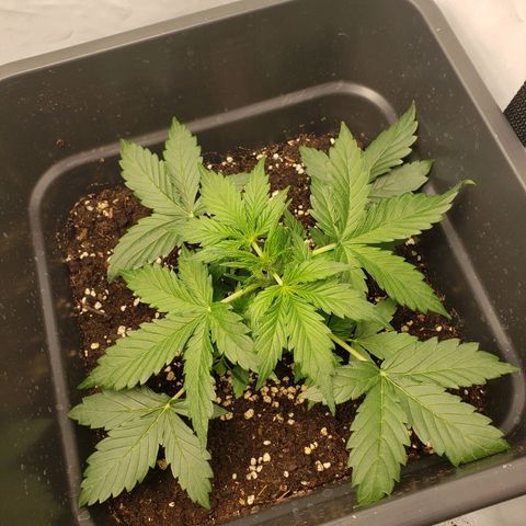 Powerplant #1 growlog timeline photo