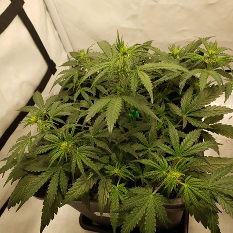 Tropical Zmoothie Seedstockers growlog timeline photo
