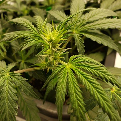 Tropical Zmoothie Seedstockers growlog timeline photo
