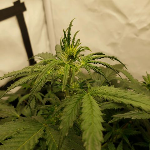 Tropical Zmoothie Seedstockers growlog timeline photo