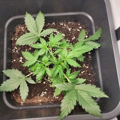 Powerplant #1 growlog timeline photo