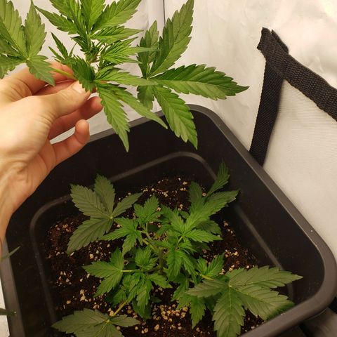Powerplant #1 growlog timeline photo