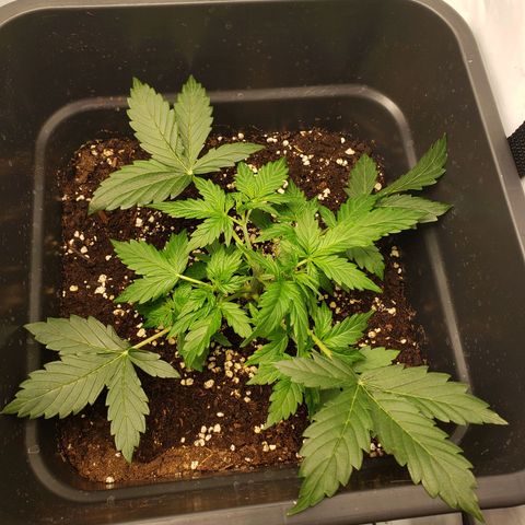 Powerplant #1 growlog timeline photo