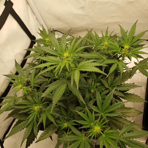 Tropical Zmoothie Seedstockers growlog timeline photo