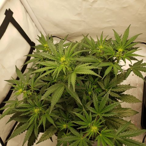 Tropical Zmoothie Seedstockers growlog timeline photo