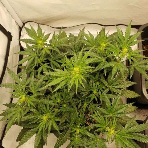 Tropical Zmoothie Seedstockers growlog timeline photo
