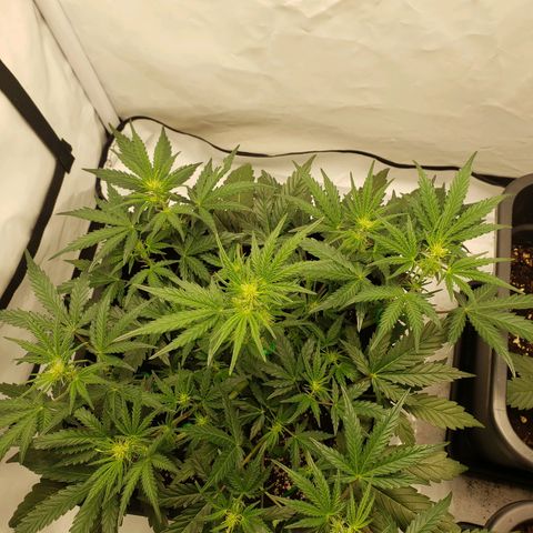 Tropical Zmoothie Seedstockers growlog timeline photo