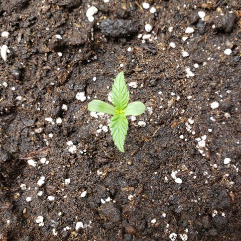 Blueberry Auto 🫐 growlog timeline photo