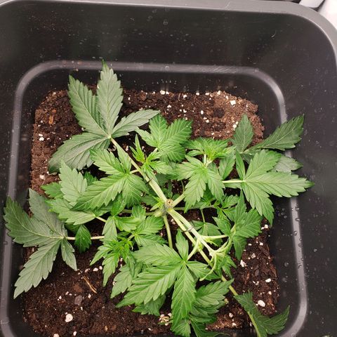 Powerplant #1 growlog timeline photo