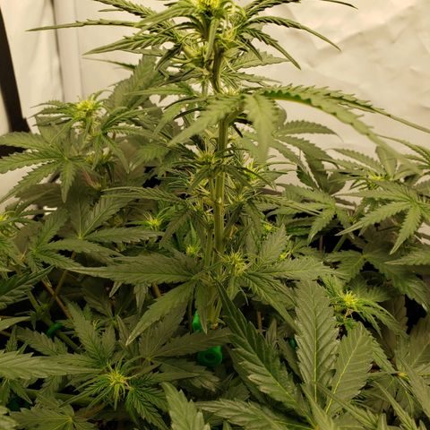 Tropical Zmoothie Seedstockers growlog timeline photo