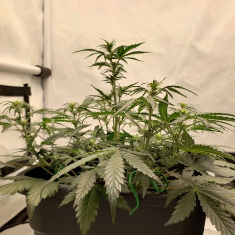 Tropical Zmoothie Seedstockers growlog timeline photo