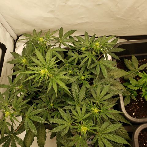 Tropical Zmoothie Seedstockers growlog timeline photo