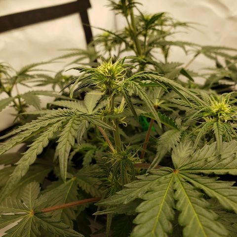 Tropical Zmoothie Seedstockers growlog timeline photo