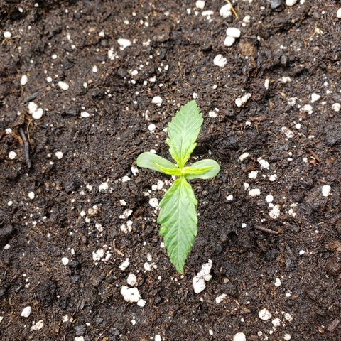 Blueberry Auto 🫐 growlog timeline photo