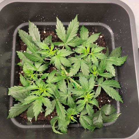 Powerplant #1 growlog timeline photo