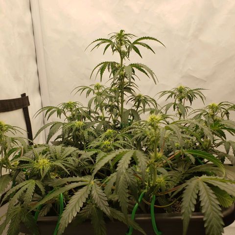 Tropical Zmoothie Seedstockers growlog timeline photo