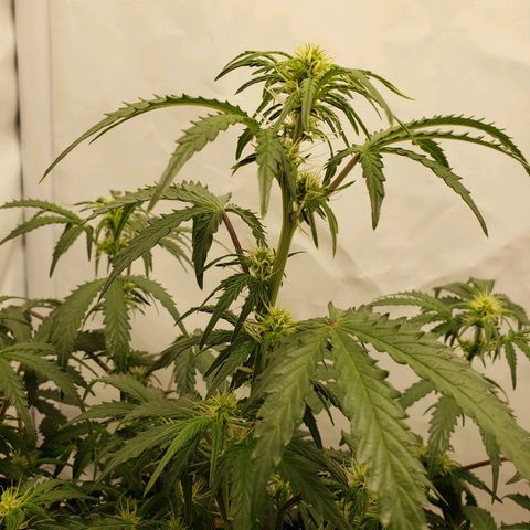 Tropical Zmoothie Seedstockers growlog timeline photo