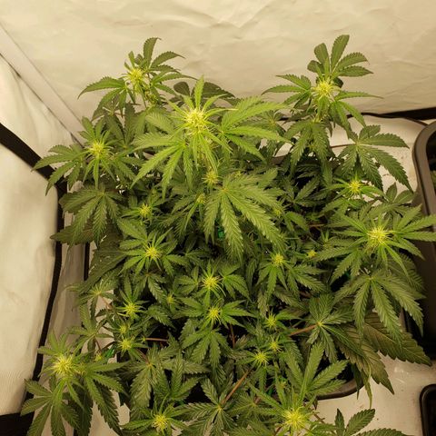 Tropical Zmoothie Seedstockers growlog timeline photo