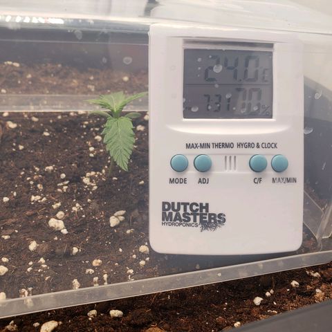 Blueberry Auto 🫐 growlog timeline photo
