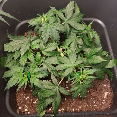 Powerplant #1 growlog timeline photo