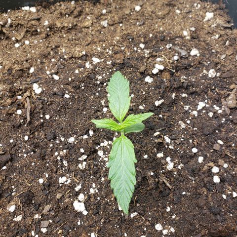 Blueberry Auto 🫐 growlog timeline photo