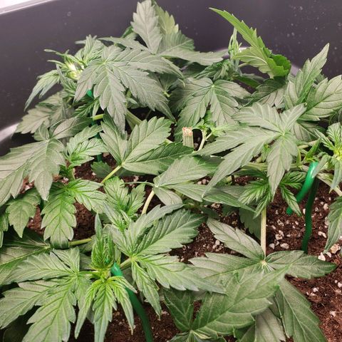 Powerplant #1 growlog timeline photo