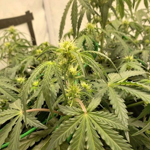 Tropical Zmoothie Seedstockers growlog timeline photo