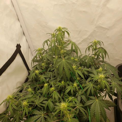 Tropical Zmoothie Seedstockers growlog timeline photo