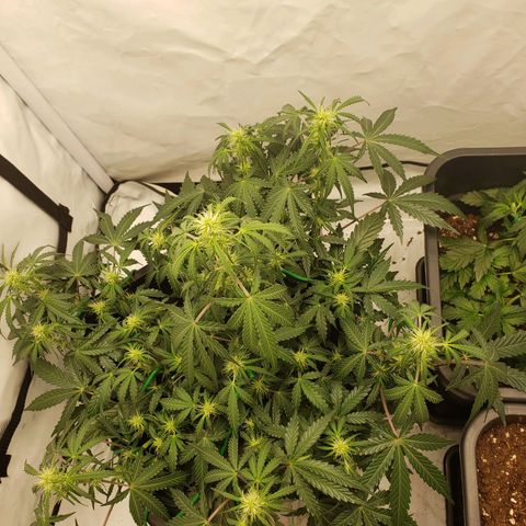 Tropical Zmoothie Seedstockers growlog timeline photo