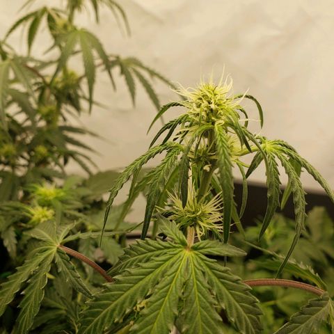 Tropical Zmoothie Seedstockers growlog timeline photo