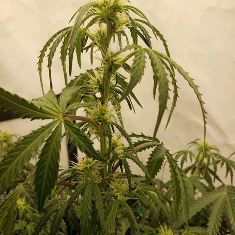 Tropical Zmoothie Seedstockers growlog timeline photo