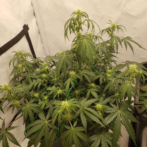 Tropical Zmoothie Seedstockers growlog timeline photo